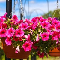 La planta colgante que florece una vez al año, pero es un tesoro para colocar en tu balcón