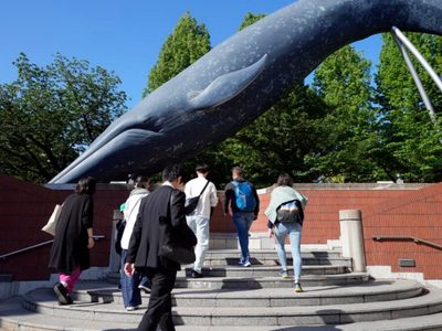Japón propone añadir otra especie a sus normas de caza comercial de ballenas