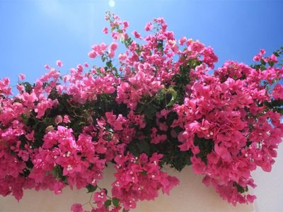 Estas son las plantas que soportan el calor extremo en tu jardín este verano