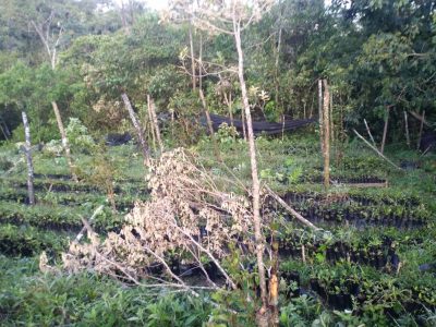 En busca de plantíos de coca, militares destruyen huerto de campesino afiliado a programa de Conafor