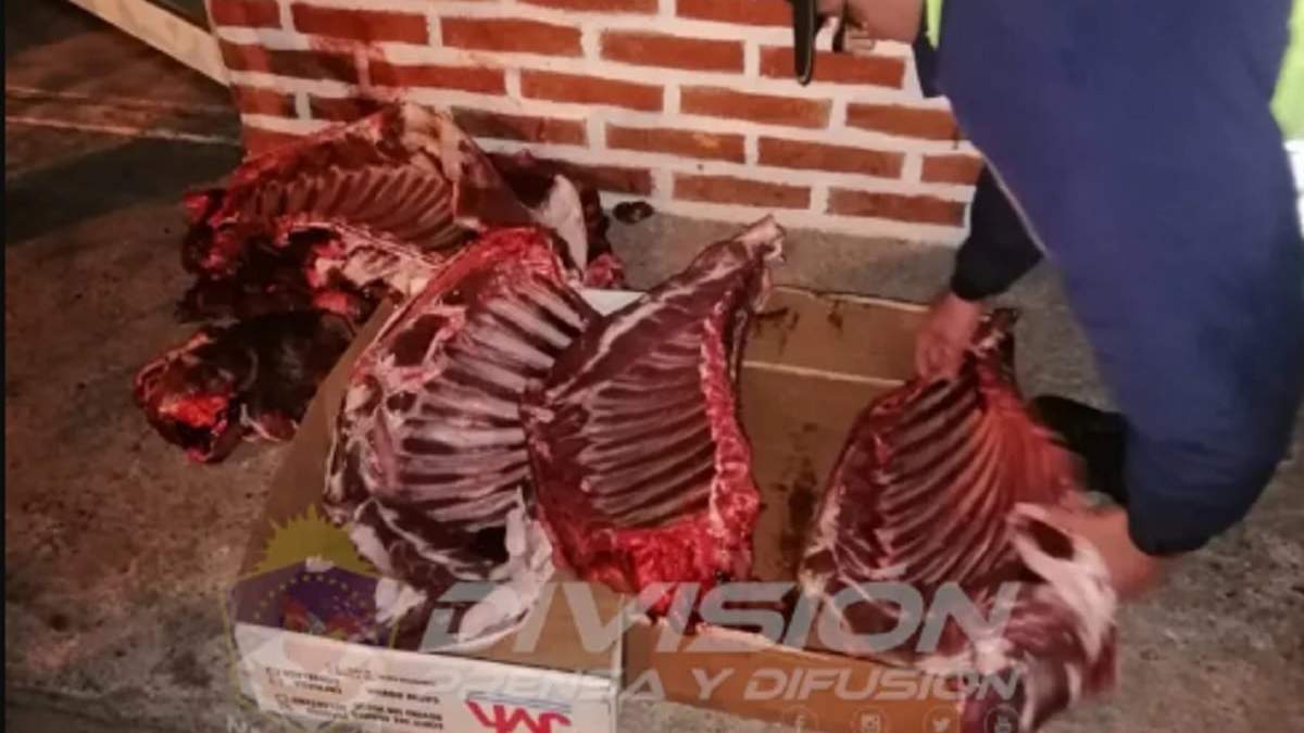 La carne era transportada en la caja de una camioneta. Foto: (Policía de Neuquén).