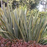 Aliadas del frío: las dos plantas que no le temen al invierno y quedan divinas juntas en tu jardín