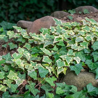 3 enredaderas que florecen todo el año y llenan tu jardín de color: cómo podés cuidarlas y mantenerlas