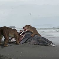 Una especie de perro-oso: descubrieron en Francia un nuevo tipo de carnívoro gigante extinto