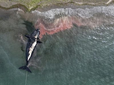 Argentina: algas tóxicas causaron la muerte de 30 ballenas