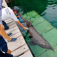 Denuncian la muerte de un delfín en un hotel de la Riviera Maya (Video)