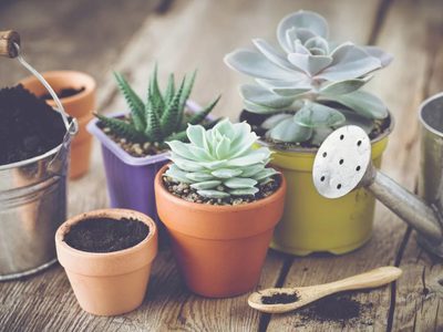 Suculentas: cuál es la mejor forma de regarlas y qué hay que evitar para que crezcan sanas y fuertes