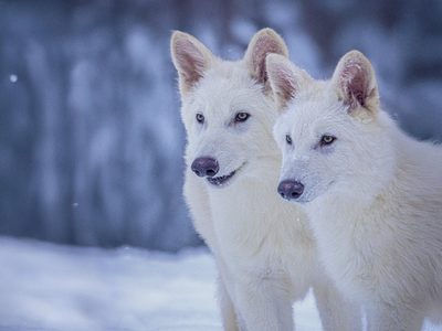 Científicos “reviven” al lobo gigante, una especie que se extinguió hace 10 mil años