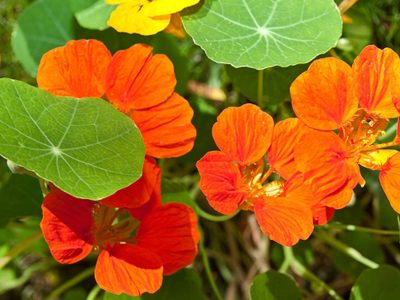 La planta multifunción: es comestible y, al mismo tiempo, es repelente de insectos, caracoles y babosas en tu casa