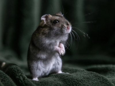 ClayRat, el "spyware" para Android que se hace pasar por WhatsApp, Google Fotos, TikTok y YouTube