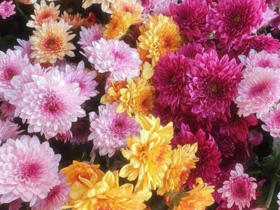 La planta de pocos cuidados que ahuyenta moscas y hormigas y guarda beneficios sorprendentes para tu salud