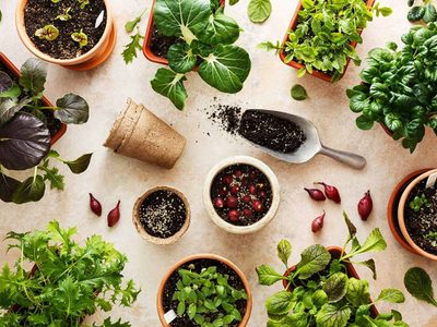 5 plantas comestibles de rápido crecimiento que podés germinar en pocos pasos y en tu hogar