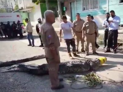 Un cocodrilo mata a hombre que se metió a nadar en la laguna Carpintero en Tampico