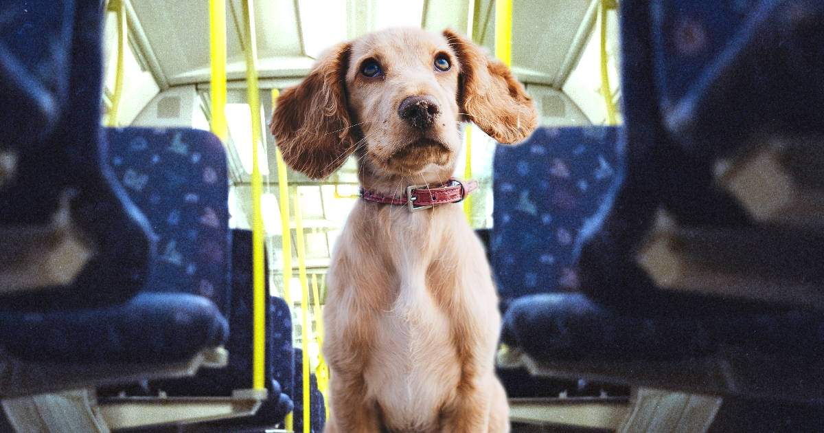 Mascota en transporte público. Fuente: (Las aventuras de Taisa).