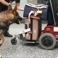 Intentó pasar cocaína oculta en una silla de ruedas, pero un perro lo detectó en el aeropuerto