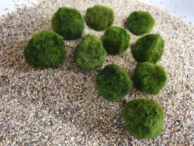 Marimo o musgo japonés: consejos clave para mantener perfecta la planta de moda que todos quieren tener