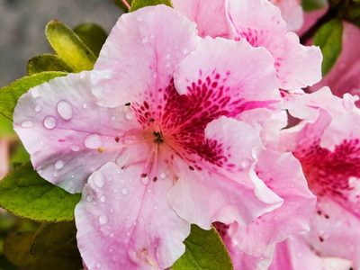Que no te engañe su belleza: la planta que es muy común en primavera, pero tiene propiedades tóxicas
