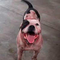 No sacrificarán al Pitbull que casi le arranca el brazo a un presunto ladrón