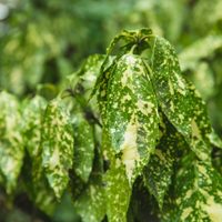 Si en tu jardín tenés mucha sombra y no da el sol, estas son las plantas que podés tener sin que se mueran