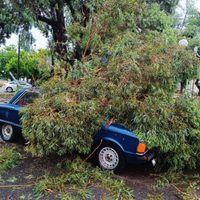 Fuerte temporal en Miramar dejó dos muertos, barrios sin luz y árboles caídos