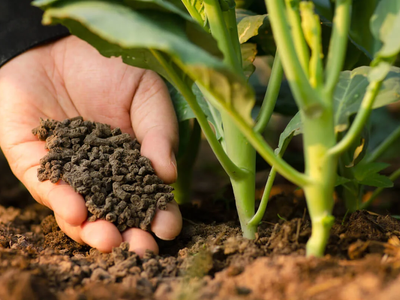 Con pocos ingredientes, el abono "mágico" que revivirá tus plantas si están por marchitarse