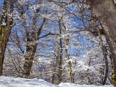 Clima en Neuquén: se viene un miércoles de nieve, viento y mucho frío en Neuquén