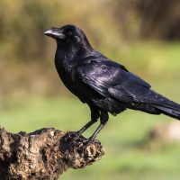 Curiosidades del cuervo, el pájaro majestuoso que tiene mala fama