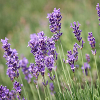 No tires las hojas secas de lavanda, mirá cómo podés hacer estos bowls rústicos que son un sueño