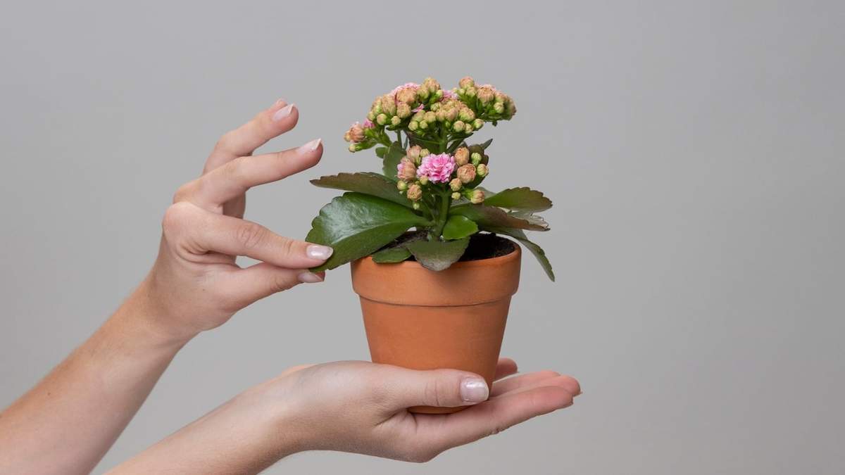 Kalanchoe. Fuente: (X)