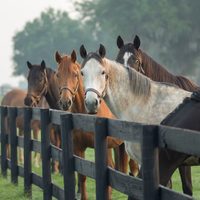Los caballos piensan en el futuro, revelan científicos
