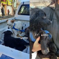 Encontraron a ocho perros atados con cadenas y desnutridos