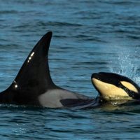 Avistan por primera vez una cría de orca en las costas rionegrinas