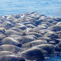 Ahora autoridades de Oaxaca confirman la muerte de más de 250 tortugas golfinas
