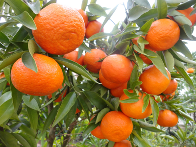 Aprovechá la temporada de mandarinas y aprendé esta increíble forma de sembrar esta planta en maceta