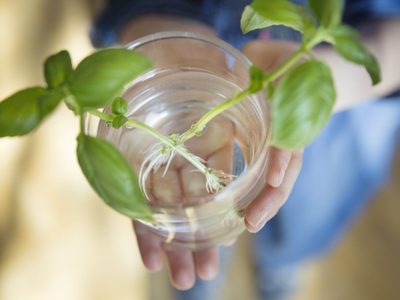 Conocé cuáles son las mejores plantas para cultivar en agua