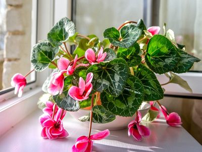 Las plantas perfectas para llenar de flores tu balcón o terraza durante el otoño