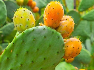 La valiosa planta que crece en las calles y casas, tiene mala fama pero da unos frutos riquísimos