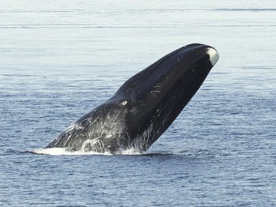 Se viene la época de avistaje de ballenas: 3 hoteles en Puerto Madryn frente al mar