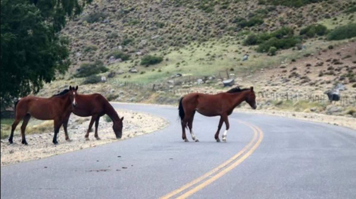 En caso de advertir la presencia de animales sueltos en cualquier ruta de la provincia, se debe llamar al 911. Fuente: (Legislatura de Neuquén)