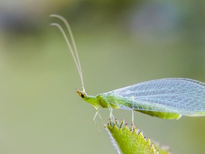 No lo mates: el raro insecto volador al que muchos temen, pero que es un tesoro para tu jardín