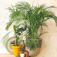 Cuestan una fortuna en el vivero: germiná tus propias palmeras en casa con este sencillo y efectivo truco