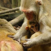 Un virus en monos similar al ébola está "preparado para contagiar" a humanos; esto es lo que se sabe