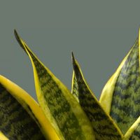 Por qué se ponen amarillas las hojas de mi Sansevieria y cómo solucionarlo