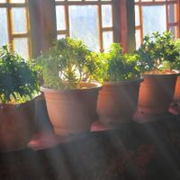 Lo que tenés que hacer para que las plantas sobrevivan en invierno: no necesitás gastar dinero