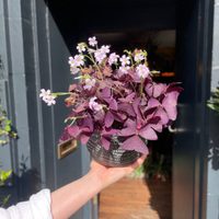 La maravillosa planta de hojas violetas que se muere en invierno y se llena de color en primavera