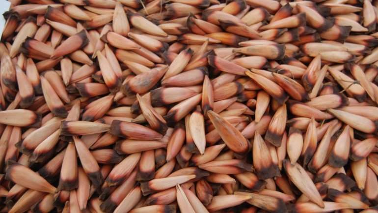 Piñones, frutos característica de la región