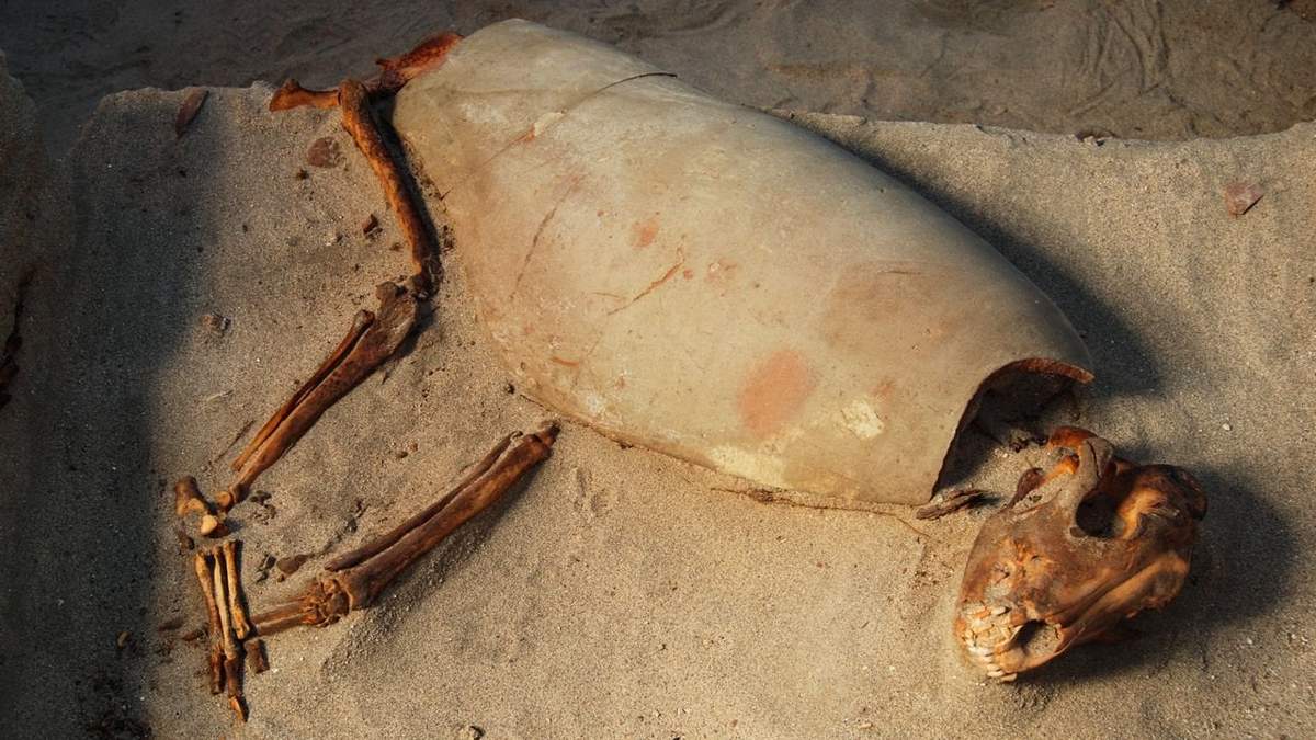 Esqueleto de un perro cubierto por un ánfora a modo de sarcófago.