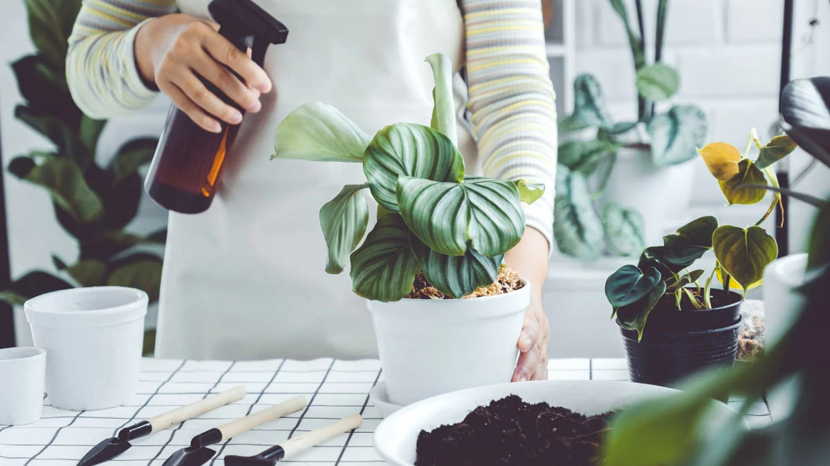 Plantas. Fuente: (Instagram)
