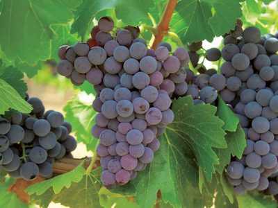No tires las semillas de las uvas: conocé el increíble poder que tienen para tu salud y para conservar la juventud