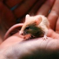 Hombre entrega casi mil ratones a un refugio de animales
